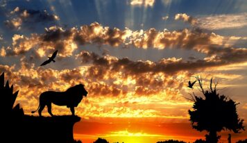 The World of Predatory Animals in Africa
