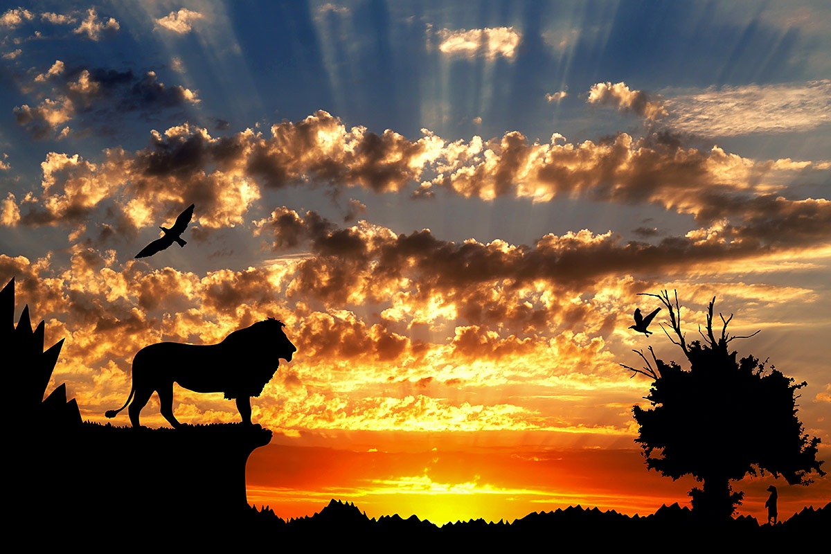 The World of Predatory Animals in Africa