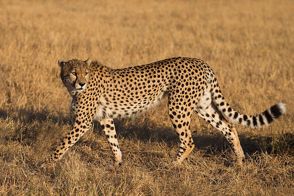 Image of a slender Cheetah, Africa Image of a slender Cheetah, Africa