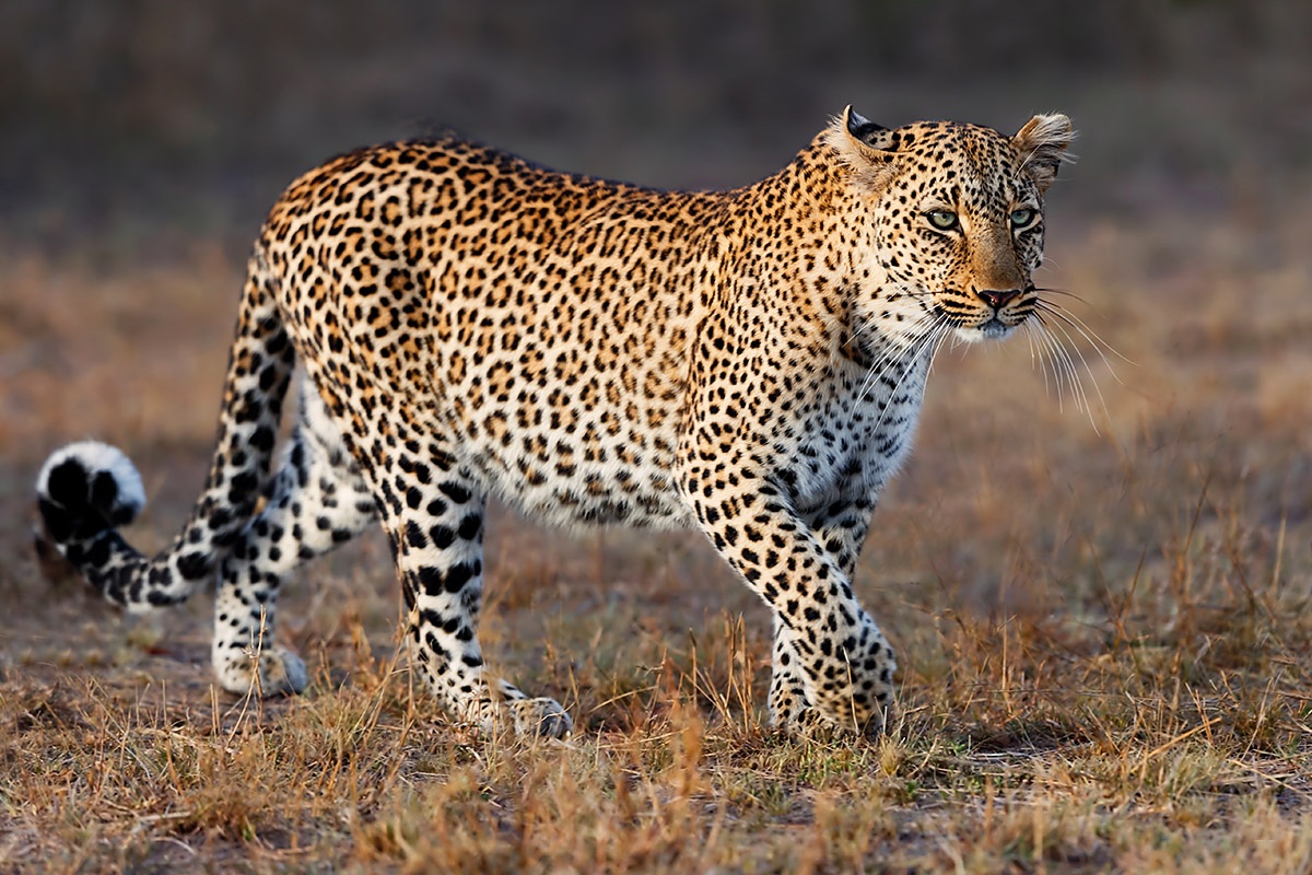 Beautiful spotted Leopard is walking gracefully Beautiful spotted Leopard is walking gracefully