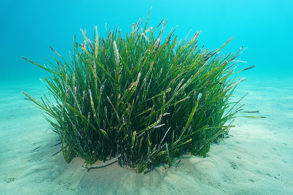 Underwater view of the Neptune Grass, Ibiza Island