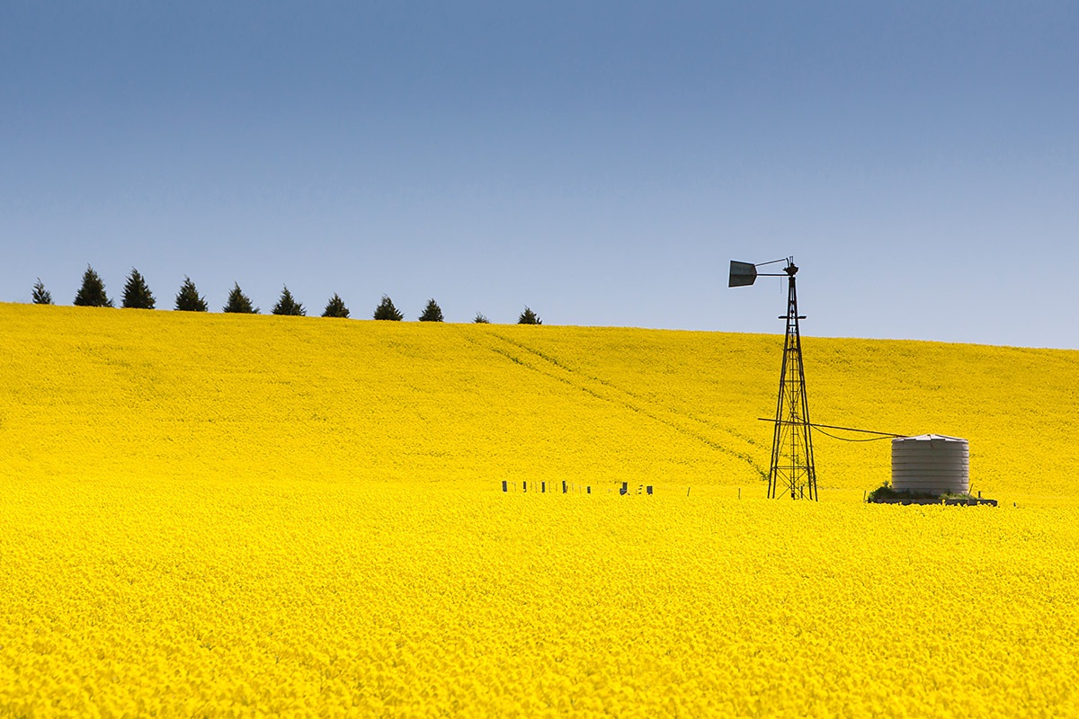 Image of Canola Fields, Victoria, Australia Image of Canola Fields, Victoria, Australia