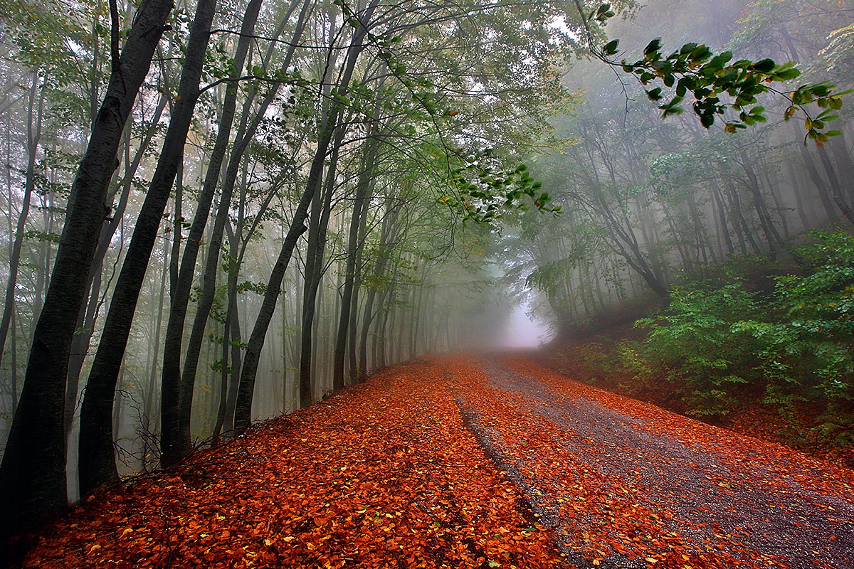 Fabulous view in the forest at the moment of fog, Kavala, Greece Fabulous view in the forest at the moment of fog, Kavala, Greece