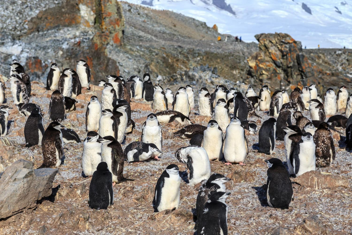 This remarkable photograph captures a thriving colony of Chinstrap penguins in their natural Antarctic habitat.
