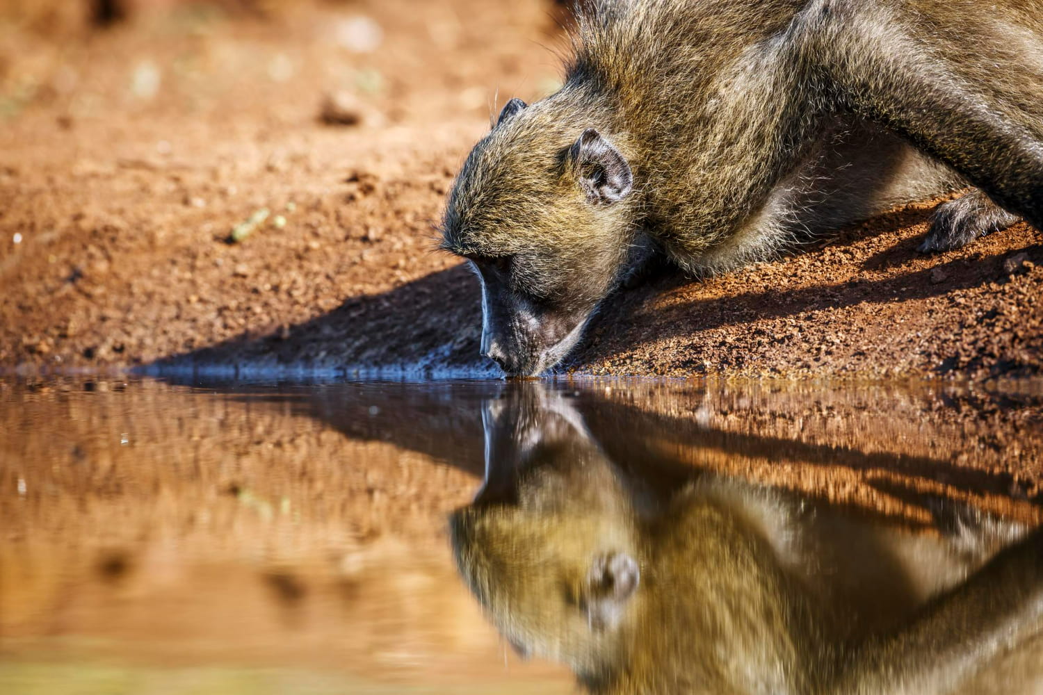 An intimate wildlife close-up photograph capturing a meerkat drinking from a small water source in an arid environment.