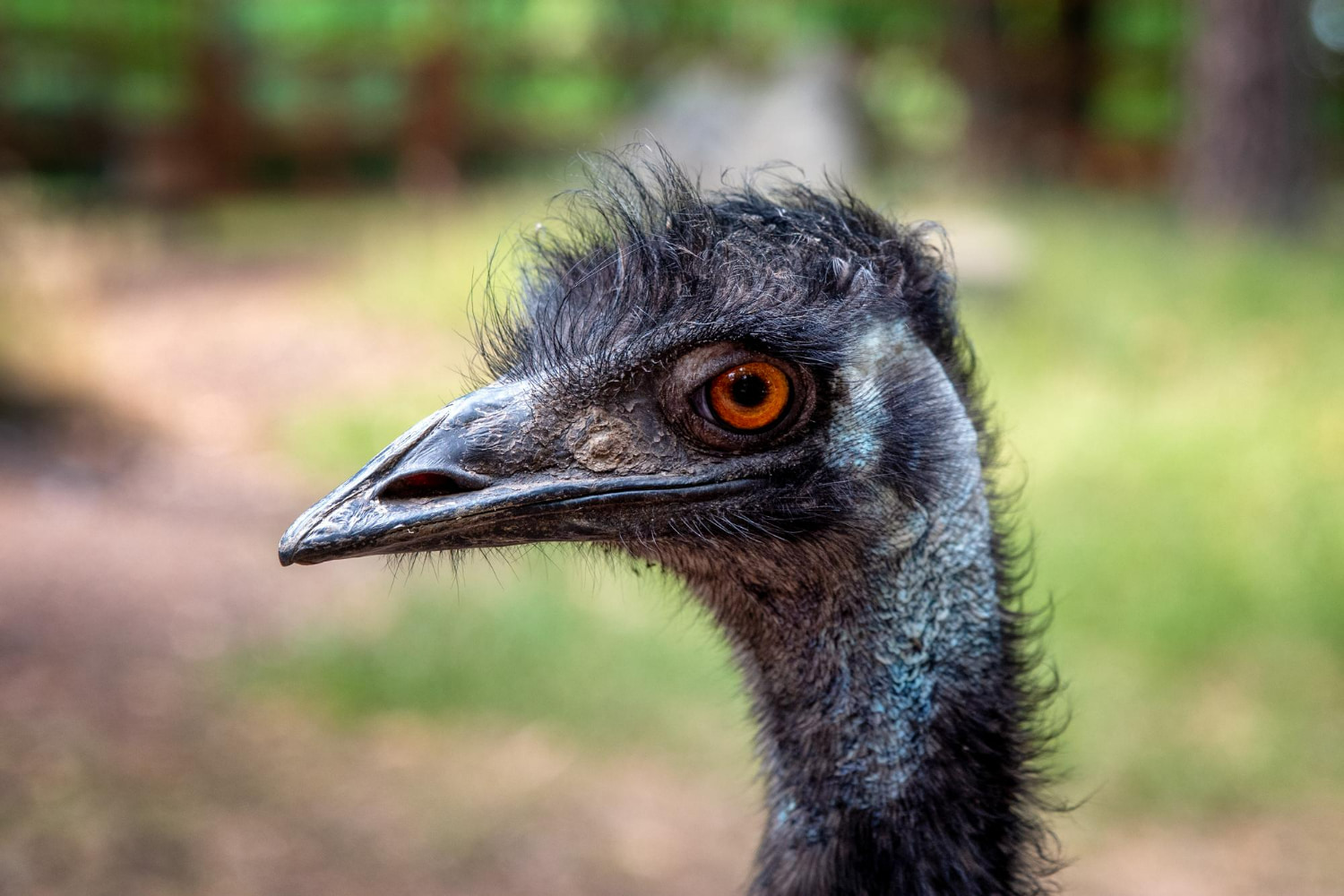 This striking close-up captures the commanding presence of an emu, Australia's iconic flightless bird, in vivid detail.