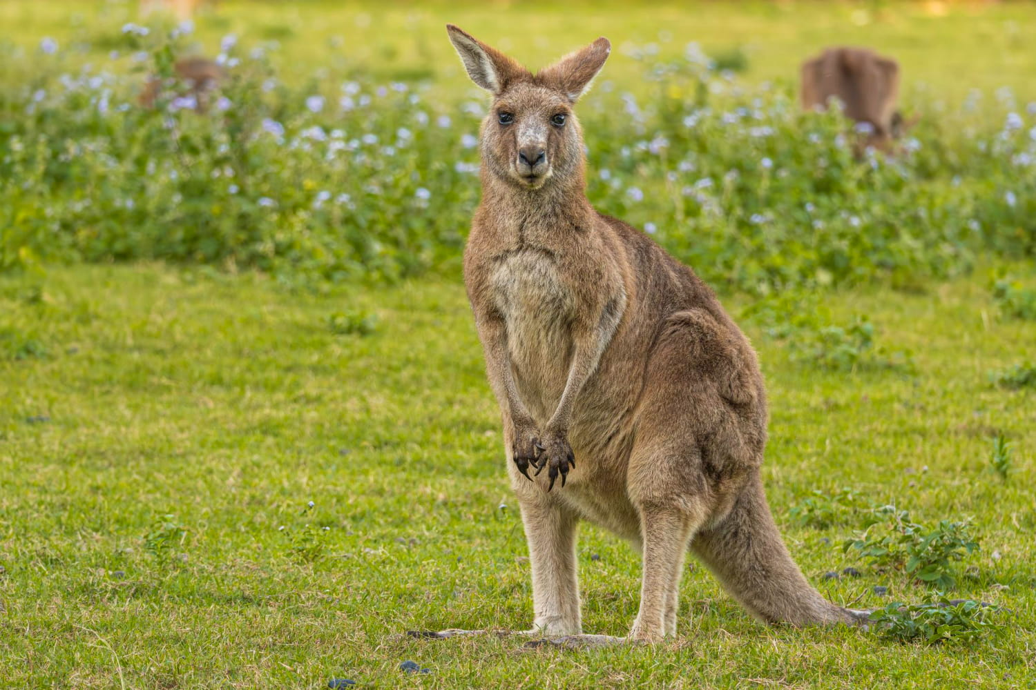 A striking wildlife portrait of a kangaroo captured in its natural habitat, standing upright in a verdant grassland meadow.