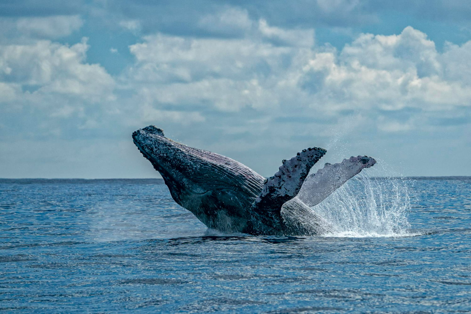 This awe-inspiring photograph captures one of nature's most spectacular moments—a massive humpback whale breaching dramatically from the crystalline blue ocean.