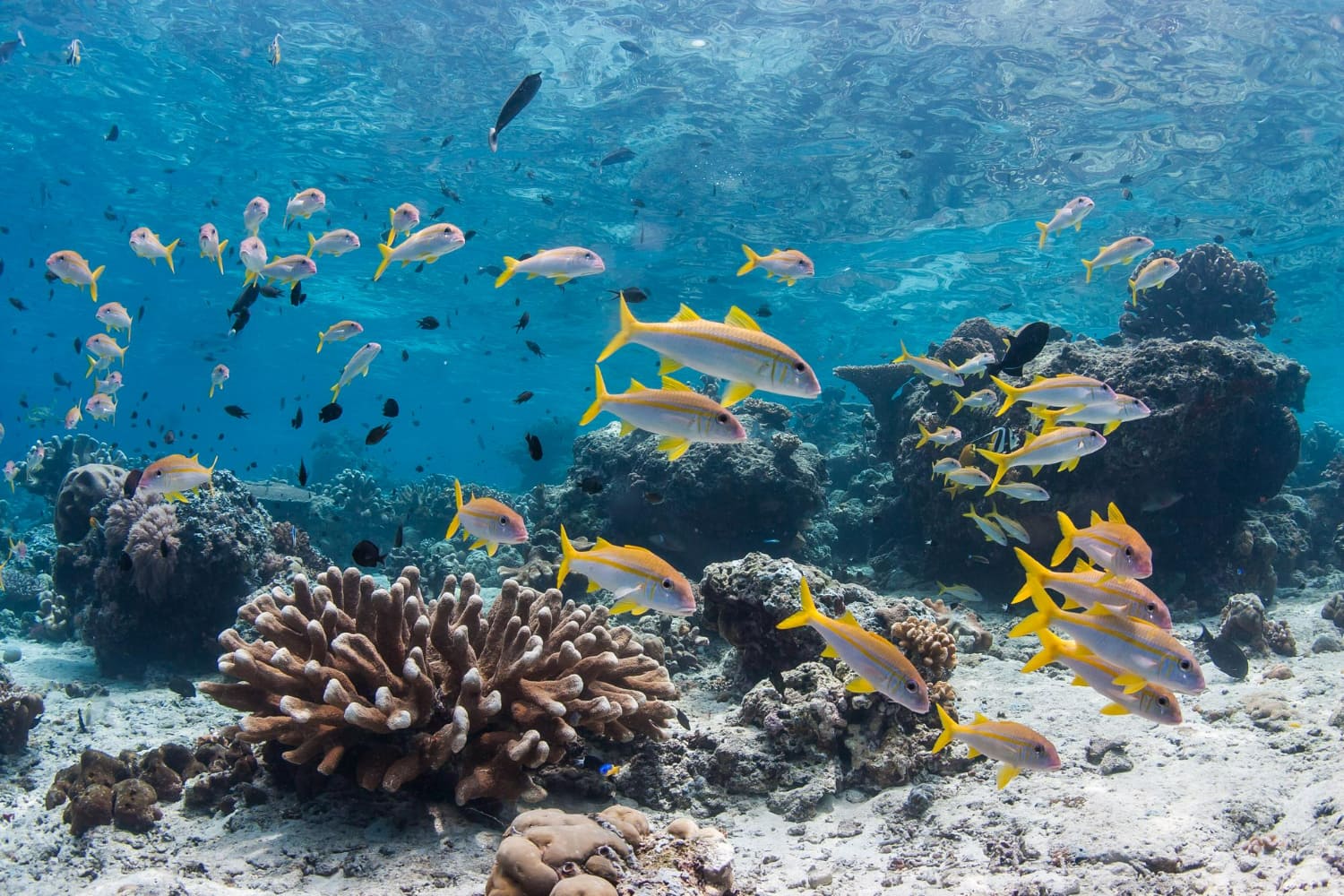 This breathtaking underwater photograph captures the vibrant biodiversity of a thriving coral reef ecosystem in stunning clarity.