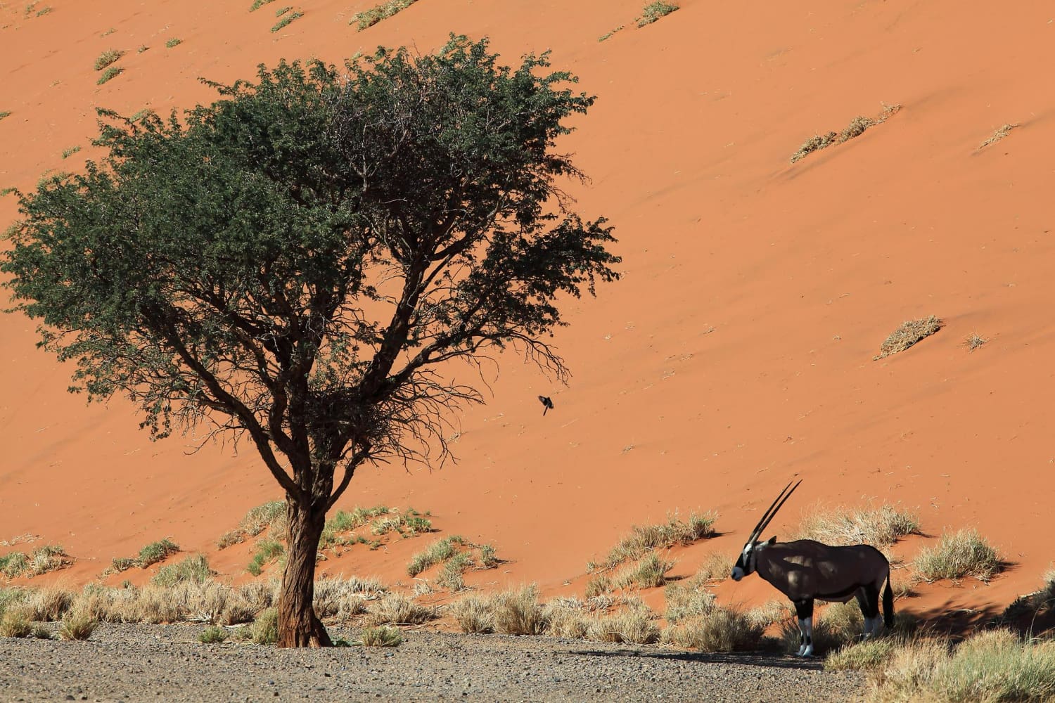 This stunning aerial perspective reveals the stark beauty and fragile balance of desert life, captured in a single compelling frame.